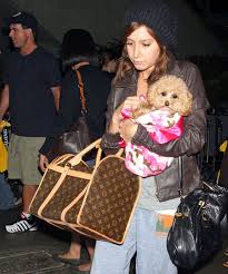 louis vuitton dog bag