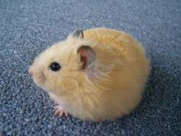 hampster