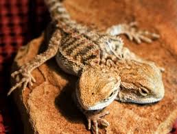 pictures bearded dragon