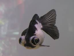 black moor goldfish