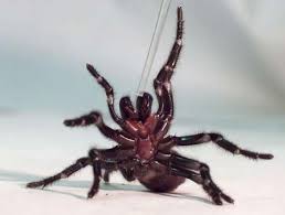 spiders photo