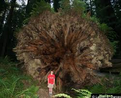 red wood trees