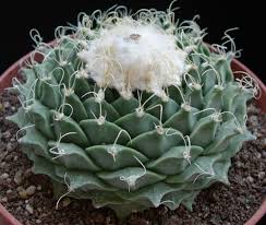 obregonia denegrii