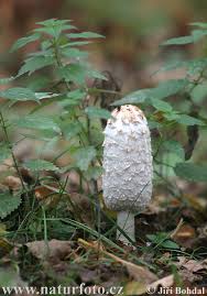 coprin