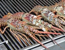 florida lobsters