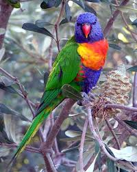rainbow parrots