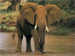 http://t0.gstatic.com/images?q=tbn:Yk6gjS7PZQGIDM:www.lanature.fr/fond-ecran/photos/male-elephant-afrique.jpg