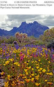 desert in bloom