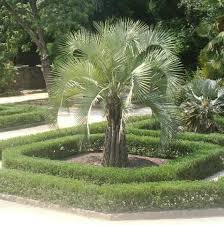 butia capitata