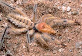 camel spiders