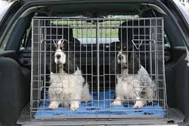 dog cage car