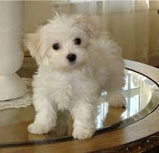 maltese pics