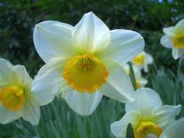   Daffodil-9