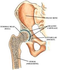 anatomy of hip joint