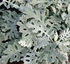 senecio cineraria