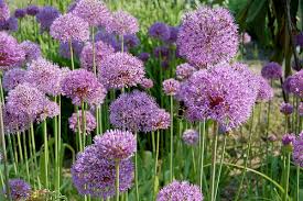 allium purple sensation