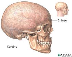 el craneo