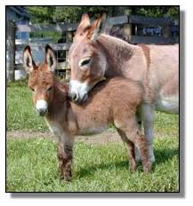 miniture donkey