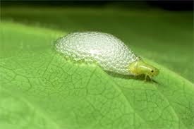 frog hopper insect