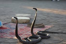 dangerous snake