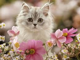 japanese kitten
