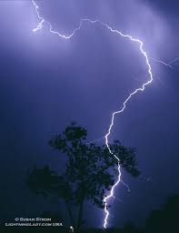 lightning striking a tree