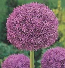 alliums