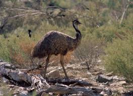 flinders ranges
