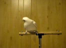 bird dancing