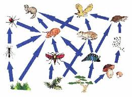 forest food chains