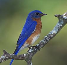 birds in new york