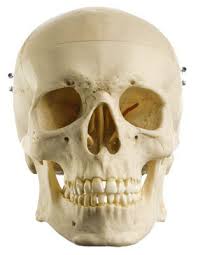 anatomy skull model