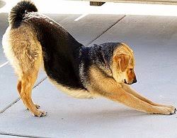 yoga downward dog