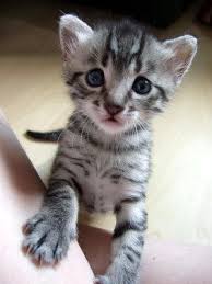 cats and kittens for sale