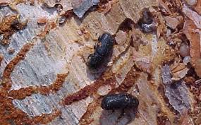 bark beetle