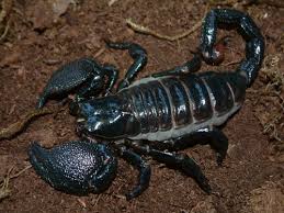 black emperor scorpions