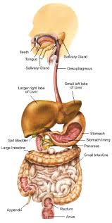picture of the digestive system