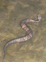water moccasin pictures