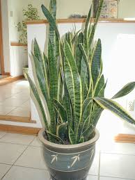 motherinlaw plant