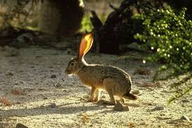 jack rabbit