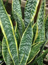 motherinlaw plant