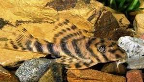 plecostomus types