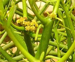 euphorbia