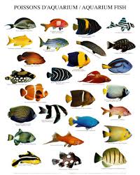 aquarium fish species pictures