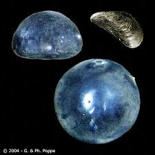 blue pearls
