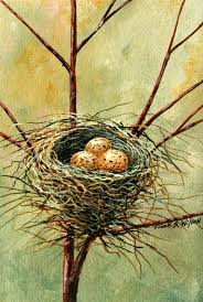 bird nest