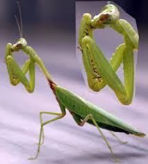 mantis