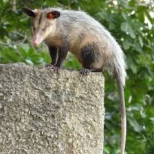 animals of the western us