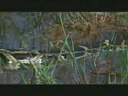 alligator vs anaconda