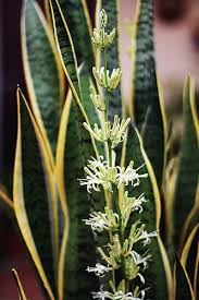 motherinlaw plant
